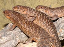 Egernia stokesii